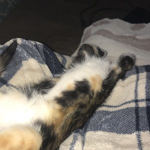 Meet your Posher, Remi